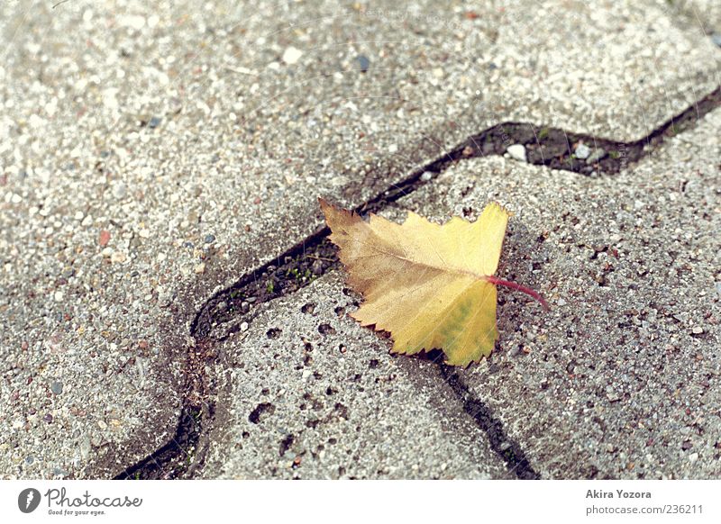 cross borders Nature Autumn Leaf Stone Lie Old Near Brown Yellow Gray Loneliness Beginning Apocalyptic sentiment Transience Paving stone Cobbled pathway