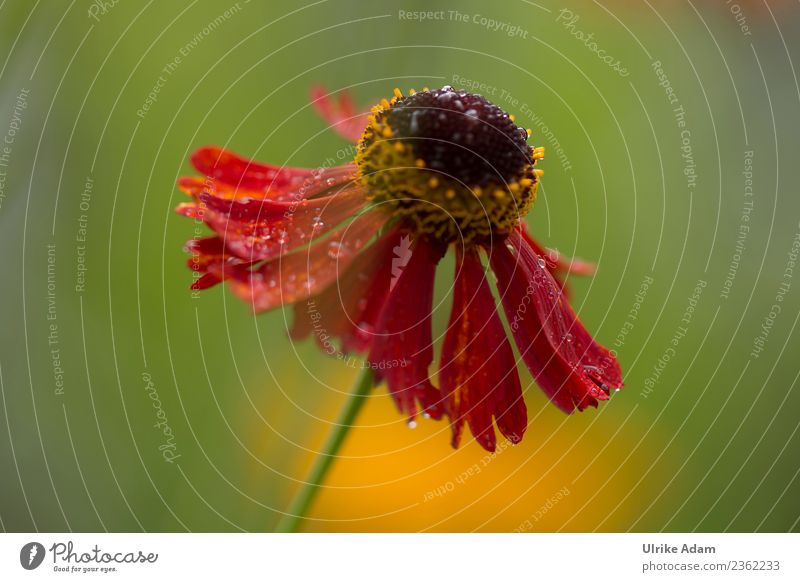 Dripping wet - The sun bride Nature Plant Drops of water Sunlight Summer Autumn Flower Blossom helenium Sneezeweed Garden Park Blossoming Exceptional Wet