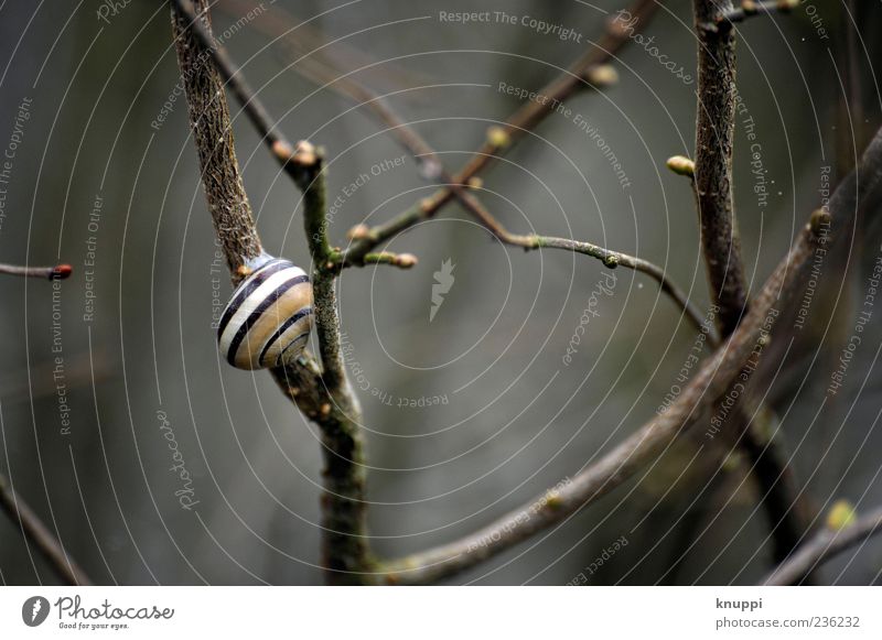 snail Environment Nature Plant Animal Sunlight Spring Bad weather Rain Bushes Wild plant Wild animal Snail 1 Stripe Relaxation Hang Natural Cute Slimy Brown