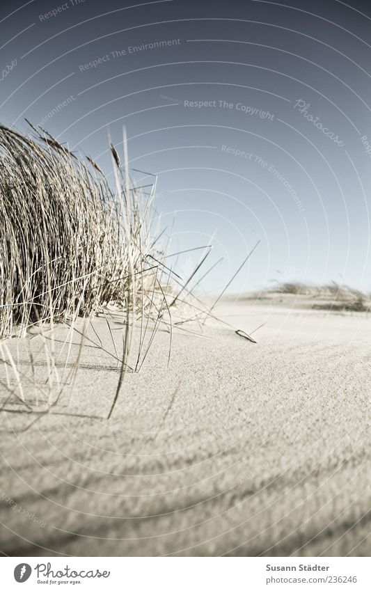 Spiekeroog longing. Nature Plant Elements Earth Sand Cloudless sky Summer Wind Grass Coast North Sea To enjoy Calm Bend Dune Marram grass Beach dune Deserted