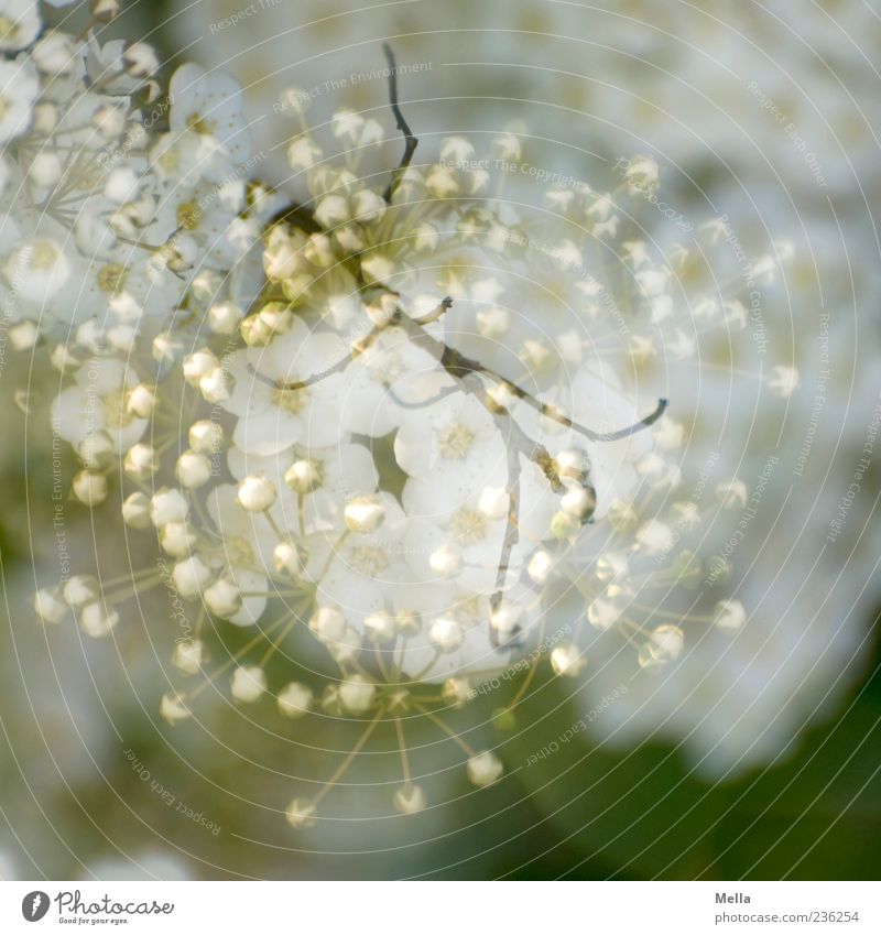 A spring Nature Plant Spring Blossom Blossoming Beautiful Natural Green White Surrealism Double exposure Branch Superimposed Colour photo Exterior shot