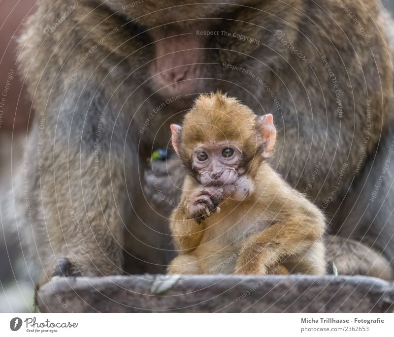 Baby monkey with hamster cheeks Nutrition Infancy Nature Animal Sun Wild animal Animal face Pelt Paw Monkeys Barbary ape Young monkey Eyes Fingers 2 Baby animal
