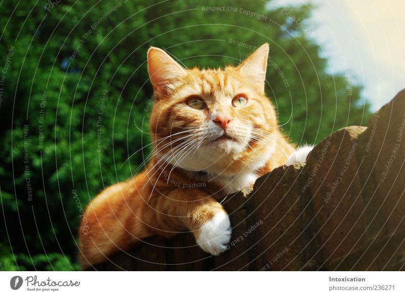 teddybear Pet Cat Natural Serene Colour photo Exterior shot Copy Space left Day Contrast Shallow depth of field Worm's-eye view Animal portrait Free-living