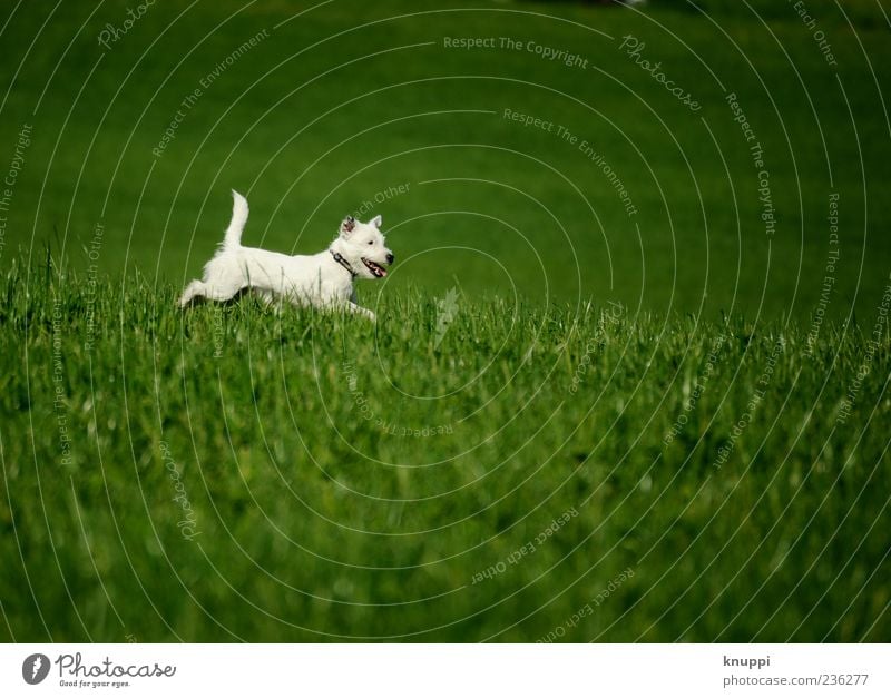 frost Grass Meadow Animal Pet Dog Pelt 1 Baby animal Running Playing Jump Brash Wild Green White Colour photo Multicoloured Exterior shot Deserted Day Contrast