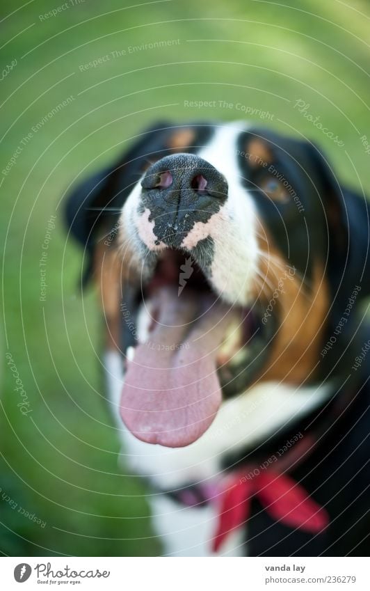 treat Nose Tongue Pet Dog more appetizing 1 Animal Neckband Colour photo Copy Space top Neutral Background Blur Shallow depth of field Animal portrait Looking