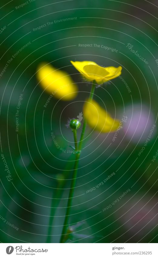 addiction Environment Nature Plant Spring Summer Flower Blossom Wild plant Growth Yellow Marsh marigold Green Bright Blur Copy Space top Colour photo