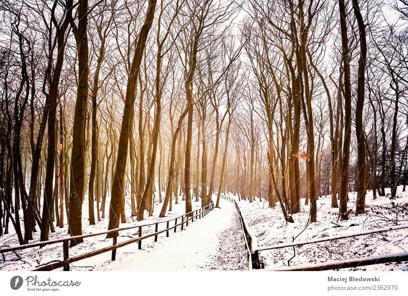 Winter forest landscape with snow covered path. Vacation & Travel Tourism Adventure Freedom Snow Winter vacation Nature Landscape Tree Park Forest