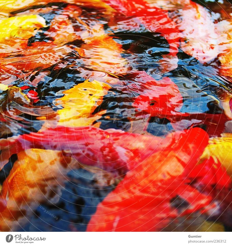 fish soup Animal Pet Fish Koi Group of animals Flock Animal family Esthetic Uniqueness Wild Multicoloured Yellow Gold Red Black White Water Pond