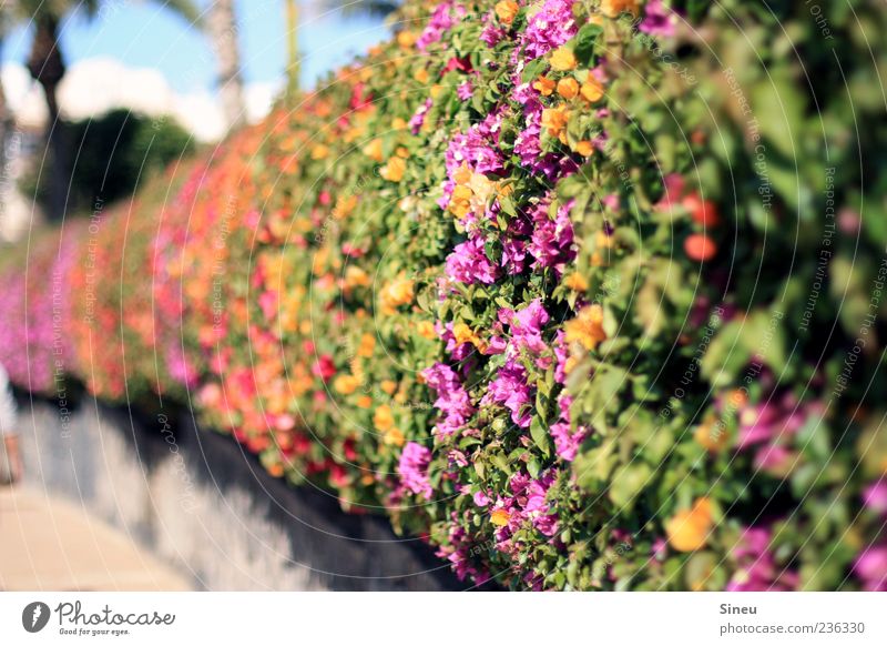 miraculous plant... Plant Summer Beautiful weather Bougainvillea Blossoming Yellow Green Violet Red Colour photo Exterior shot Deserted Day Sunlight