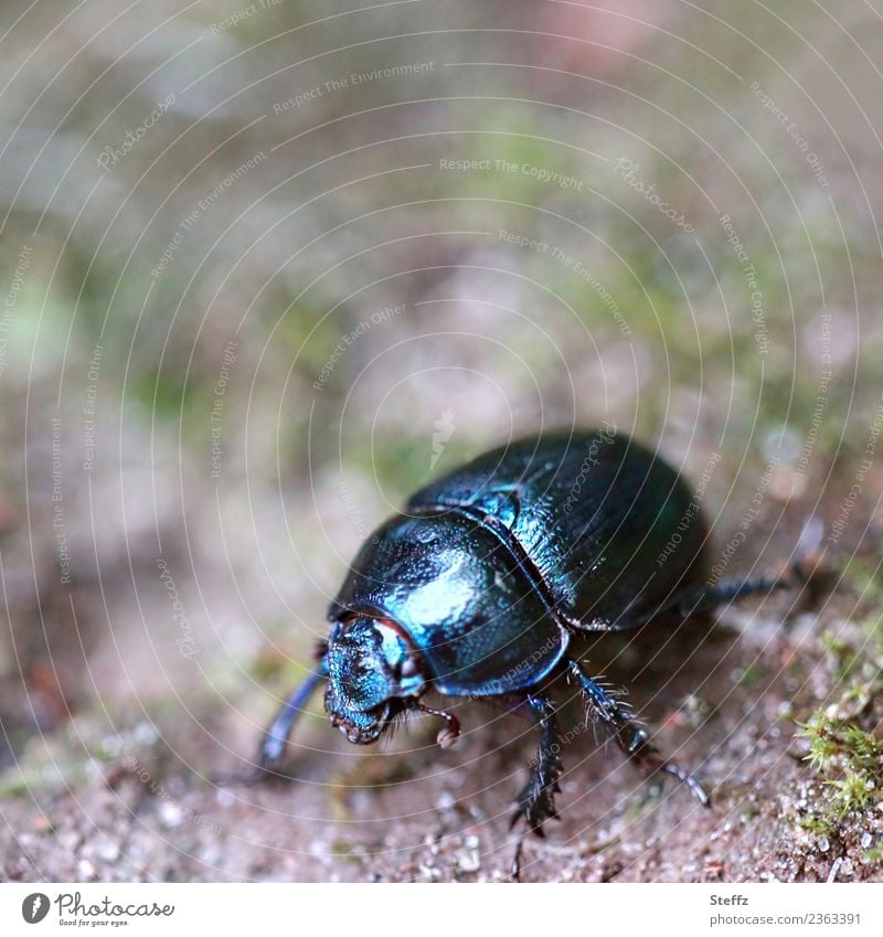 Forest dung beetle on the move Beetle black and blue Anoplotrupes stercorosus native beetle beetle legs black beetle Woodground hairy beetle legs Foraging