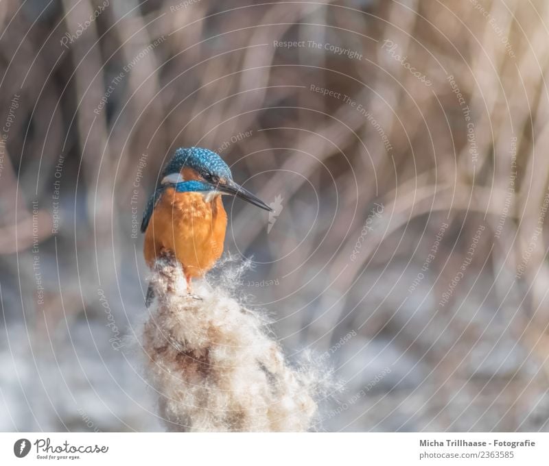 Kingfisher in reed Environment Nature Animal Sun Beautiful weather Plant Common Reed Lake Wild animal Bird Animal face Wing Beak Eyes Feather 1 Glittering