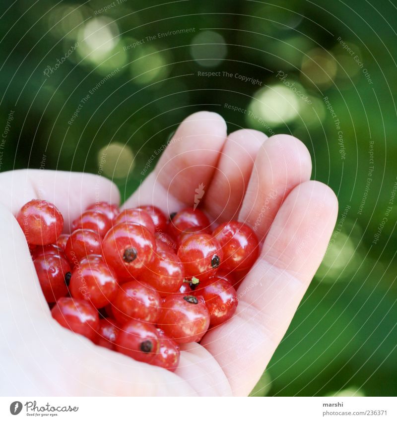 a handful of berries Food Fruit Nutrition Eating Organic produce Green Red Hand Blur buried Berries Cowberry Round Tasty Sense of taste Colour photo