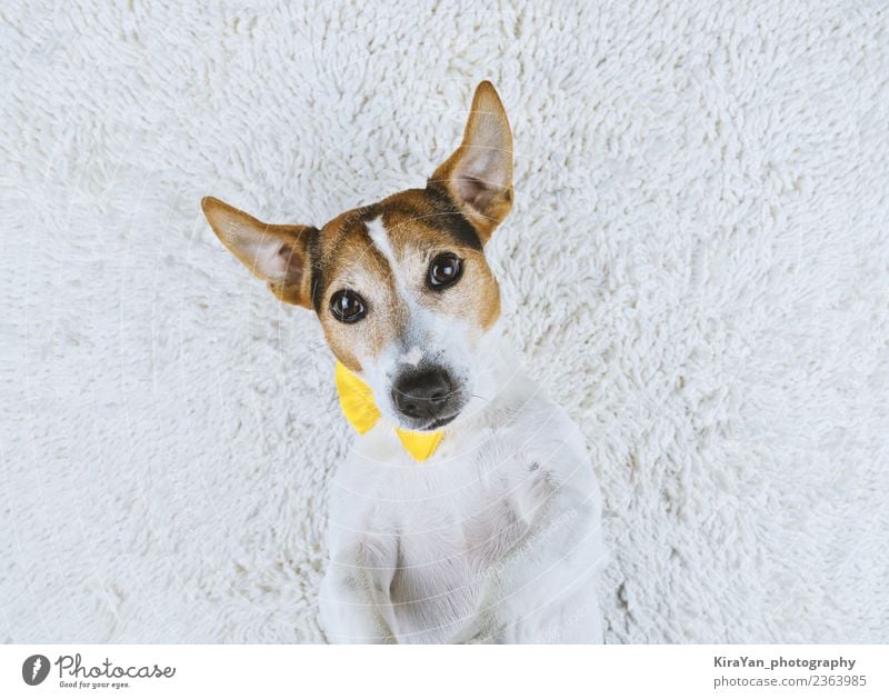 Young dog lying on white background with yellow tied bow Lifestyle Joy Happy Face Friendship Adults Animal Fur coat Pet Dog Make Small Funny Cute Above Smart