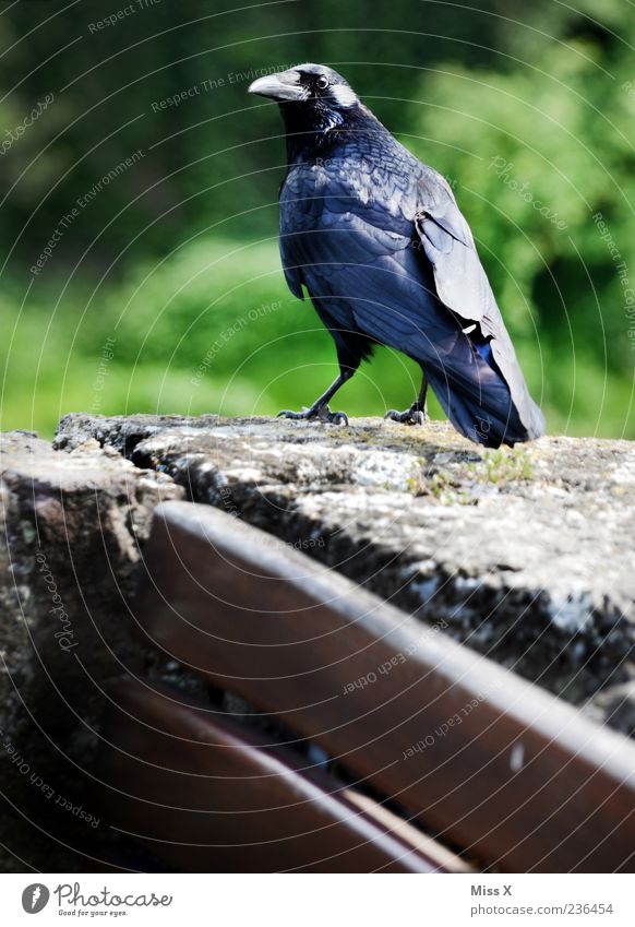 crow Park Animal Wild animal Bird 1 Looking Creepy Black Crow Raven birds Colour photo Exterior shot Deserted Shallow depth of field Animal portrait Stone