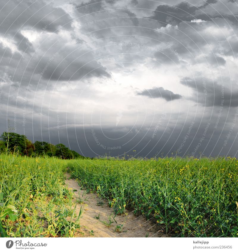 rap storm Environment Nature Landscape Plant Earth Sand Sky Clouds Storm clouds Agricultural crop Field Yellow Green Dangerous Thunder and lightning