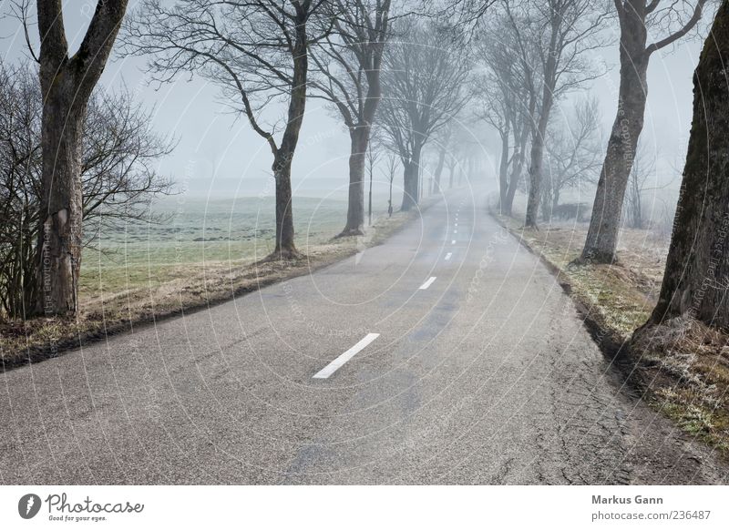 Street in the morning fog Nature Fog Avenue Tree Lanes & trails Weather Country road Colour photo Subdued colour Exterior shot Copy Space bottom Morning Dawn