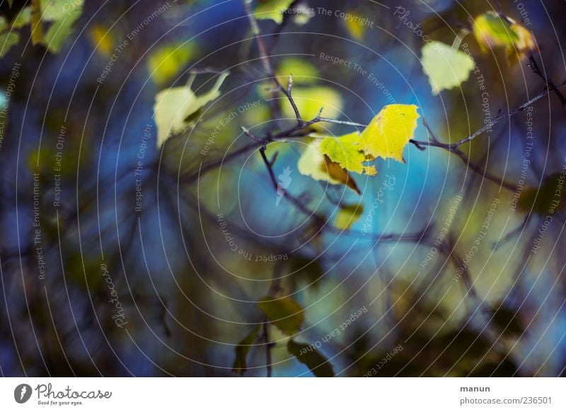 Photo with yellow birch leaves Nature Autumn Leaf Birch tree Twigs and branches Blue Yellow Colour photo Exterior shot Deserted Copy Space left Day Light