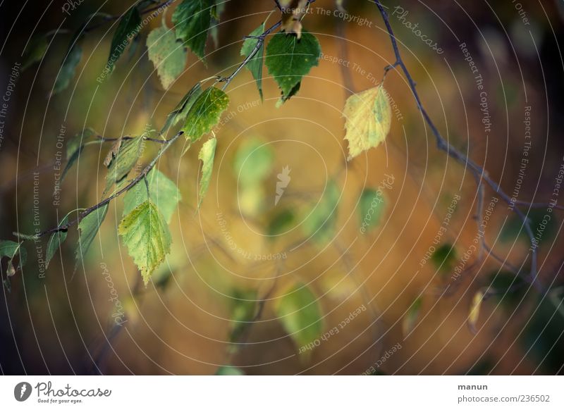 Photo with birch branches Nature Autumn Leaf Twigs and branches Birch tree Brown Colour photo Exterior shot Deserted Copy Space middle Day Blur Birch leaves