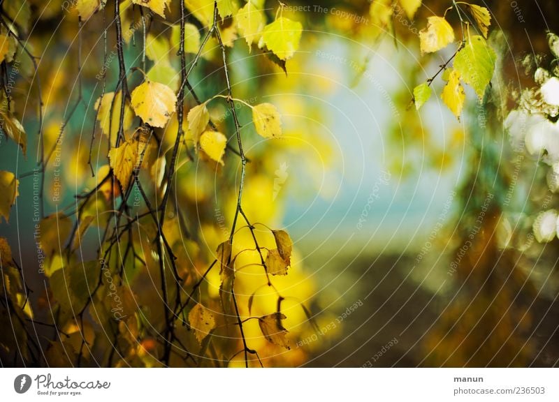 Photo with a lot of birch Nature Autumn Tree Leaf Birch tree Yellow Colour photo Exterior shot Deserted Copy Space right Day Autumnal Autumnal colours