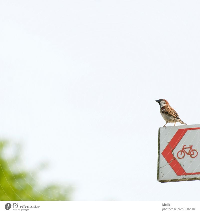 Bird looking for bike or: Quo Vadis, sparrow? Animal Sky Road sign Bicycle Sparrow 1 Sign Signs and labeling Signage Warning sign Looking Sit Bright Small Cute