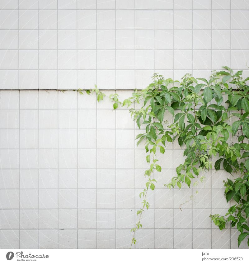 facade greening Nature Plant Leaf Foliage plant Building Wall (barrier) Wall (building) Facade Tile Esthetic Beautiful Wild Colour photo Exterior shot Deserted