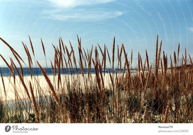 beach grass Ocean Atlantic Ocean Beach Grass Sun Sky