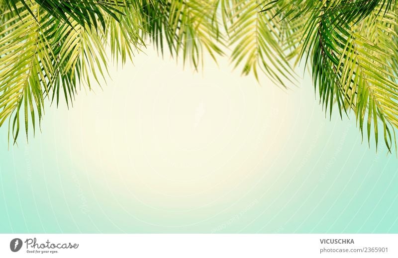 Tropical palm leaves with sky background Style Design Relaxation Vacation & Travel Summer Beach Ocean Nature Landscape Plant Sky Sunlight Beautiful weather Leaf