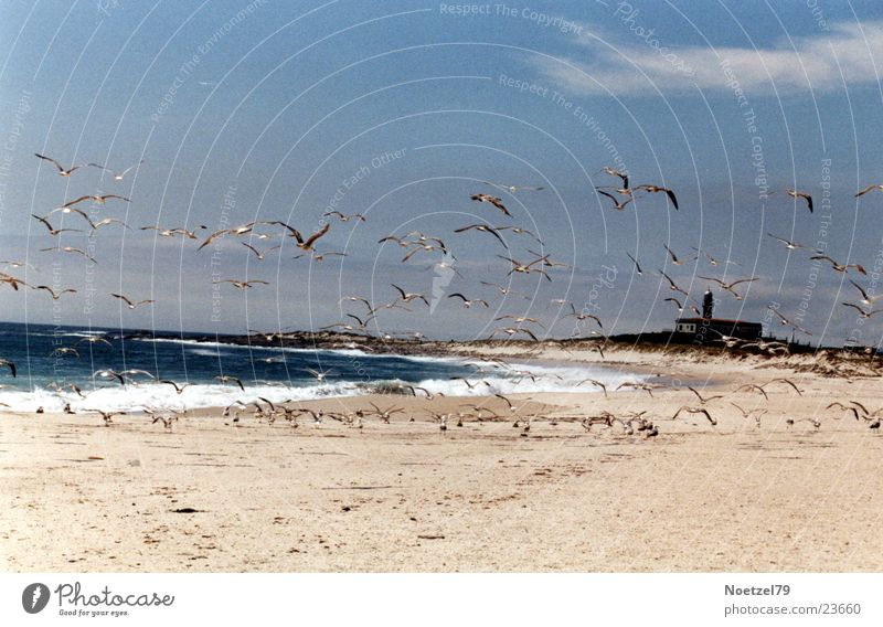 startled seagulls Beach Ocean Seagull Atlantic Ocean Sun Sand