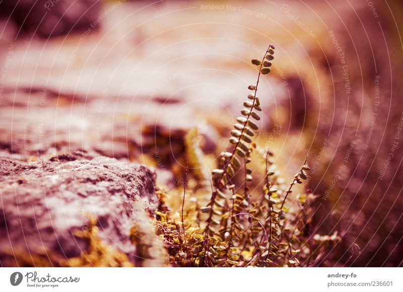 plant Nature Summer Plant Stone To dry up Brown Growth Red Leaf Thin Hot Colour photo Subdued colour Exterior shot Copy Space left Contrast Deep depth of field