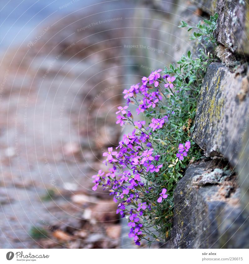 Wall with flowers Plant Flower Leaf Blossom Wild plant Wall (barrier) Wall (building) Street Courtyard entrance Roadside Fragrance Sharp-edged Beautiful Violet