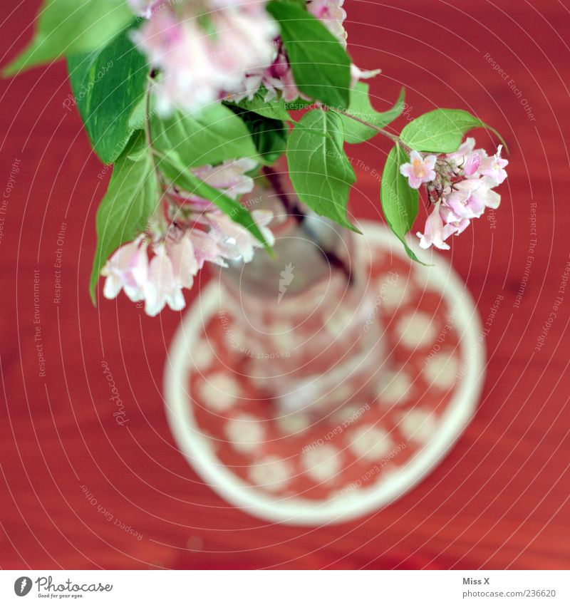 Top Decoration Flower Leaf Blossom Blossoming Fragrance Pink Red Vase Spring flower Flower vase Table decoration Twigs and branches Colour photo Multicoloured