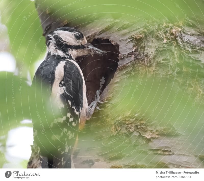 Great Spotted Woodpecker At The Cave A Royalty Free Stock Photo From Photocase