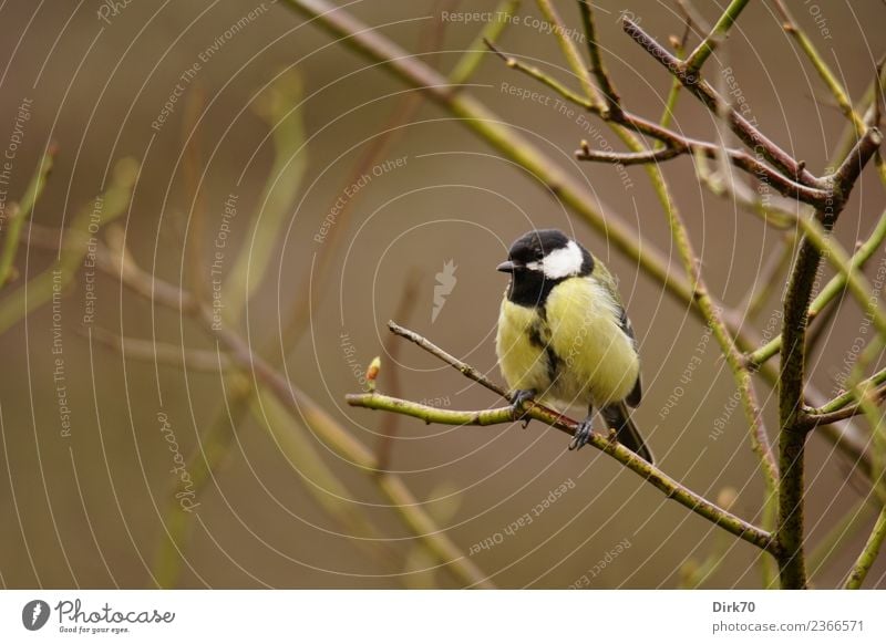 Great Tit On A Twig Stock Photos and Pictures - 4,322 Images