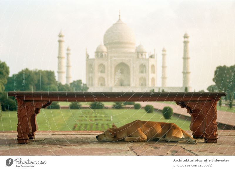 Taj Mahal Vacation & Travel Tourism Sightseeing Agra India Castle Park Architecture Temple Tourist Attraction Landmark Animal Dog Bench Relaxation To enjoy Lie