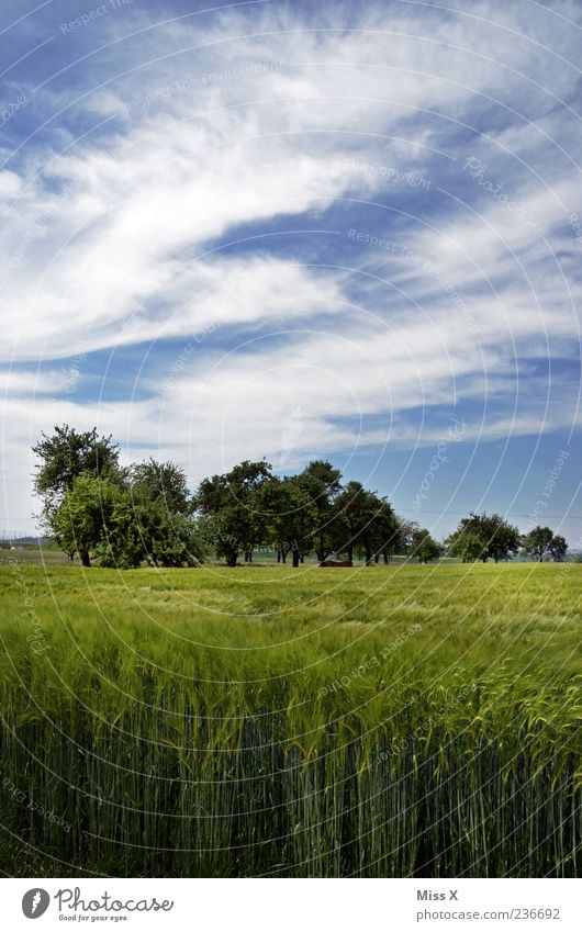 wheat field Environment Nature Sky Summer Tree Field Blue Green Agriculture Wheatfield Landscape Rural Colour photo Multicoloured Exterior shot Deserted