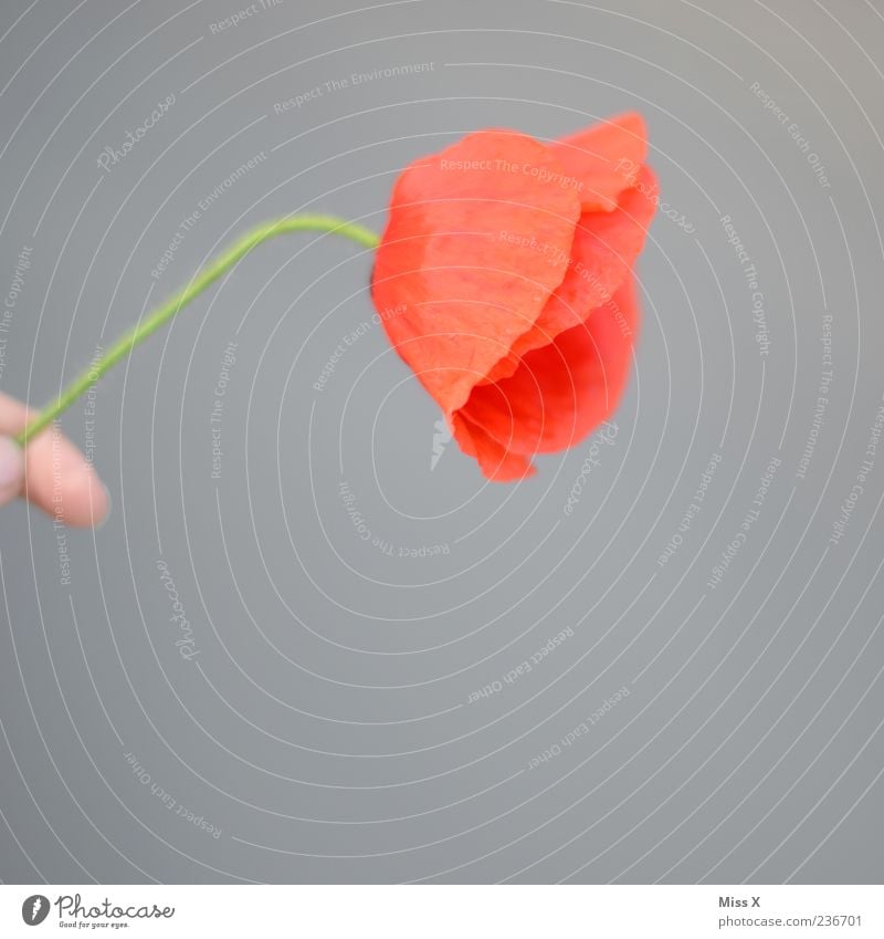 poppy flower Plant Flower Blossom Blossoming Fragrance Faded Red Poppy Poppy blossom Colour photo Multicoloured Close-up Neutral Background Limp Hand To hold on
