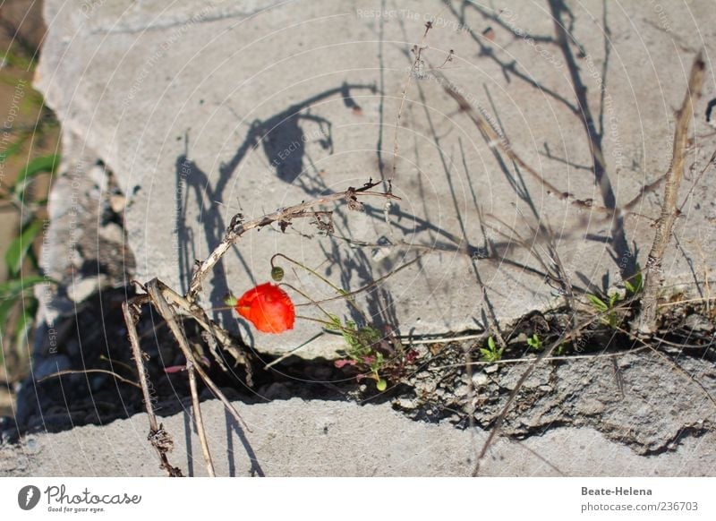 Survival of the Fittest Beautiful weather Flower Corn poppy Wall (barrier) Wall (building) Stone Concrete Old Blossoming Illuminate Simple Broken Trashy Gray