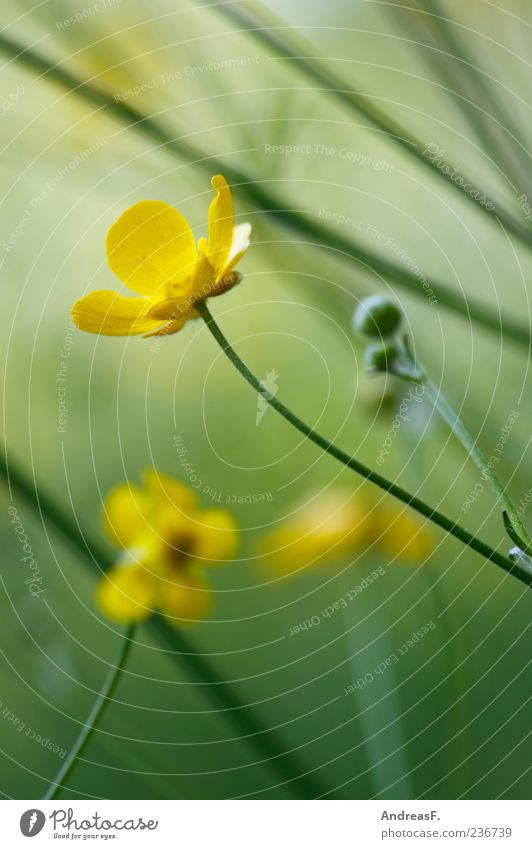 buttercup meadow Environment Nature Plant Spring Summer Flower Blossom Wild plant Meadow Yellow Green Crowfoot Crowfoot plants Blur Flower meadow