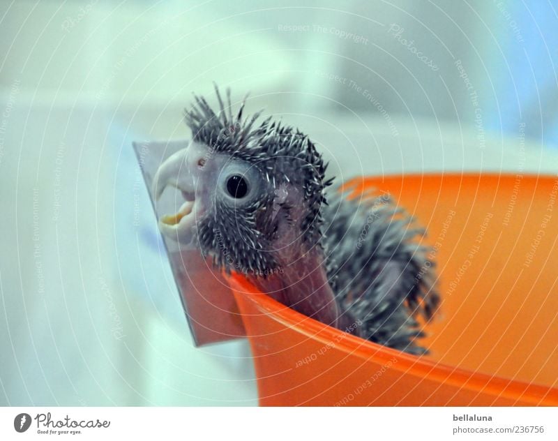 In the bucket! Animal Pet Bird Animal face 1 Baby animal Scream Parrots Orange Feather Bowl Beak Colour photo Multicoloured Interior shot Close-up Day