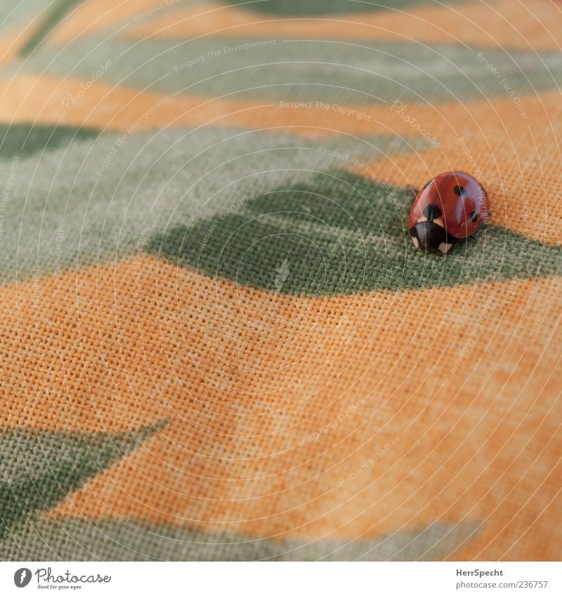 It's all fake! Beetle Ladybird 1 Animal Cloth Colour photo Exterior shot Pattern Structures and shapes Deserted Copy Space bottom Copy Space middle