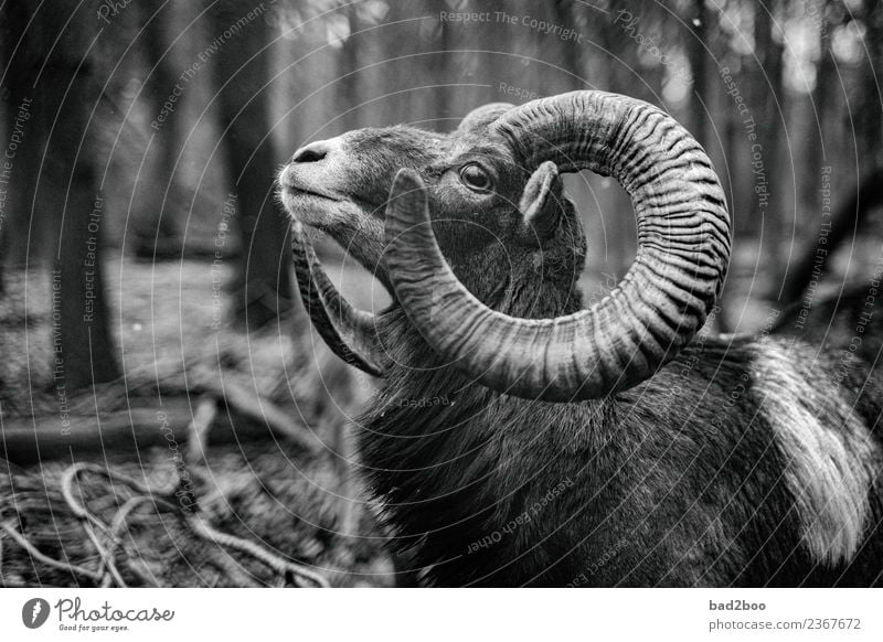 mouflon Animal Farm animal Wild animal 1 Observe Looking Authentic Exceptional Elegant Free Large Near Natural Curiosity Power Brave Love of animals Beautiful