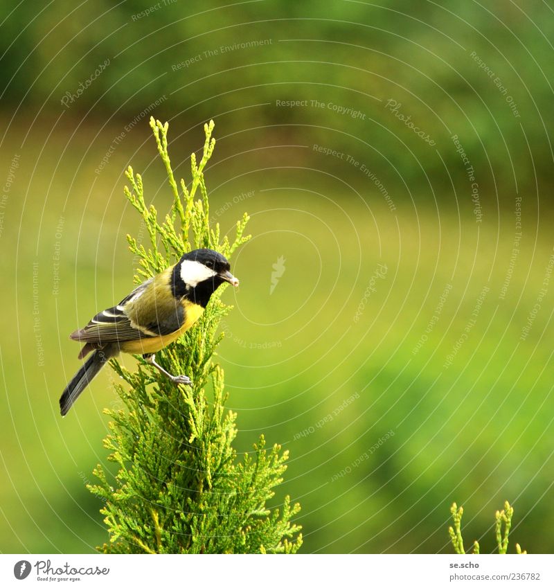 Parus major - Great Tit Animal Wild animal Bird 1 Esthetic Green Colour photo Multicoloured Exterior shot Deserted Copy Space right Copy Space top Day Blur