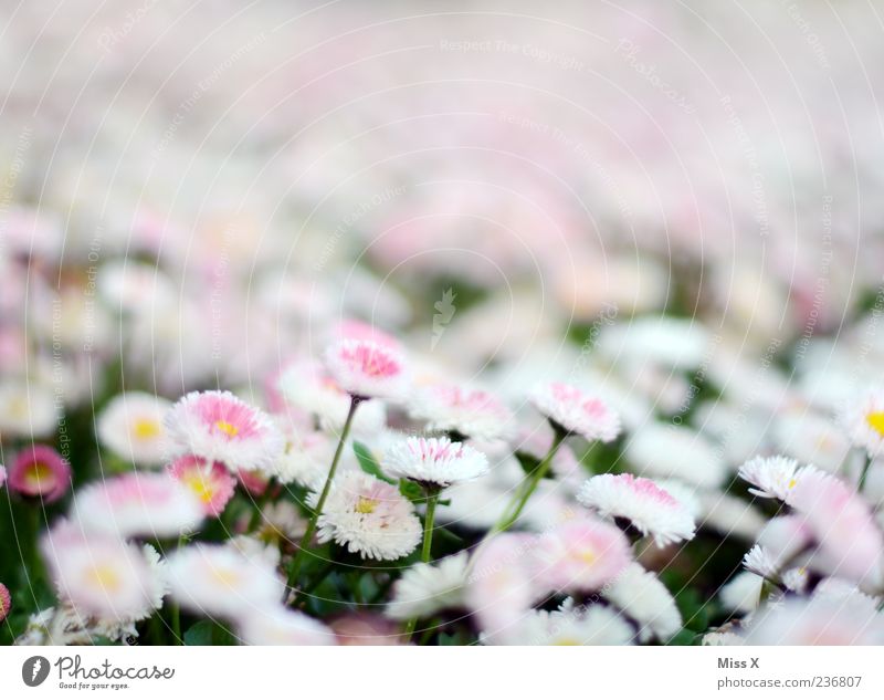 bellis Spring Plant Flower Blossom Garden Meadow Blossoming Growth Pink White Daisy Colour photo Exterior shot Close-up Pattern Deserted Copy Space top