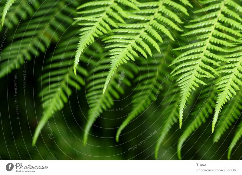 fern Nature Spring Summer Plant Fern Foliage plant Wild plant Green Growth Point Colour photo Exterior shot Pattern Structures and shapes Shallow depth of field
