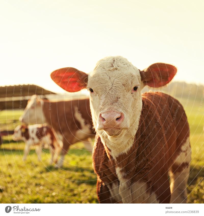 monday morning Environment Nature Animal Meadow Field Farm animal Animal face 1 Baby animal Cute Calf Cattle Pasture Country life Ear Colour photo