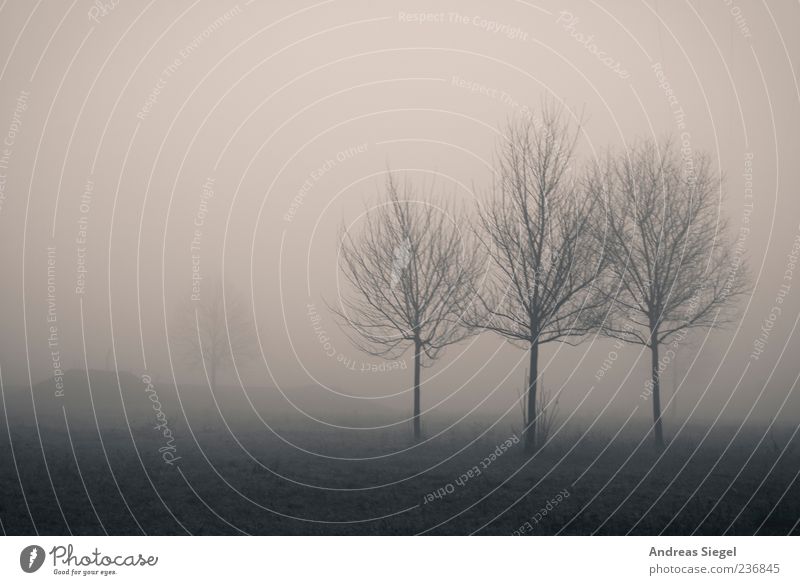1+3 Environment Nature Landscape Air Bad weather Fog Tree Meadow Field Dark Creepy Gloomy Transience Black & white photo Exterior shot Deserted Copy Space left