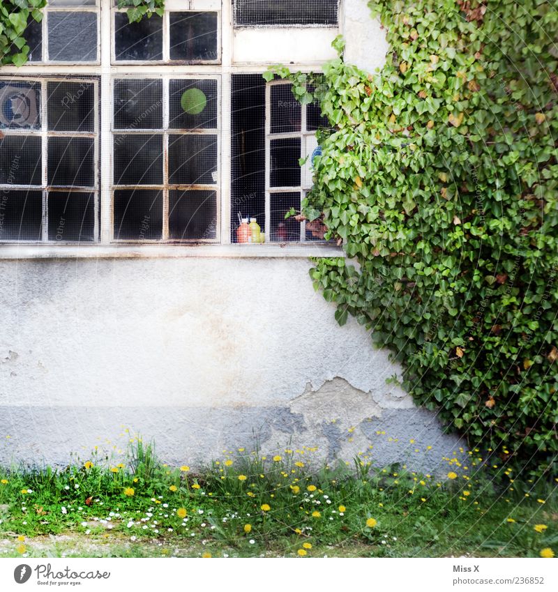 old factory Plant Ivy House (Residential Structure) Factory Window Old Courtyard Tendril Colour photo Exterior shot Deserted Copy Space bottom Building Open