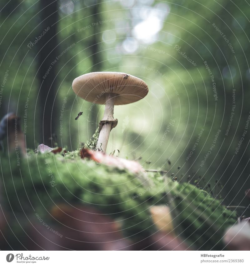 fairytale forest Environment Nature Animal Summer Autumn Plant Mushroom Forest Joy Calm Moss Collection Colour photo Exterior shot Deserted Day Blur