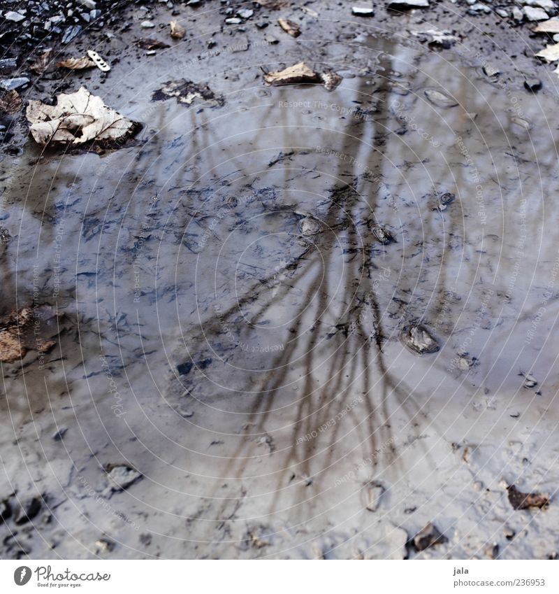 winter thoughts Nature Water Tree Puddle Dirty Brown Gray Branch Leaf Stone Mud Colour photo Subdued colour Exterior shot Deserted Shadow Reflection