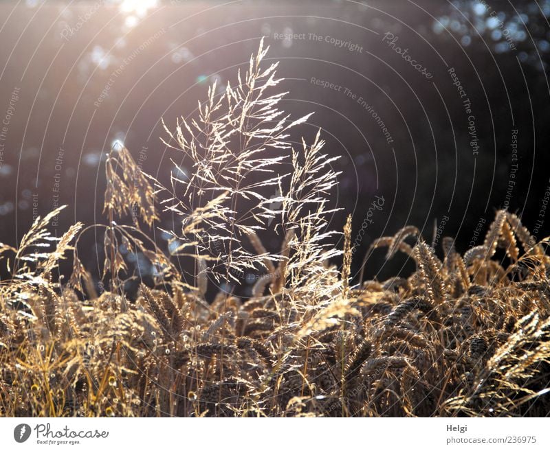 evening sun Environment Nature Plant Summer Beautiful weather Grass Agricultural crop Wild plant Wheat Grain Cornfield Field Blossoming Glittering Illuminate